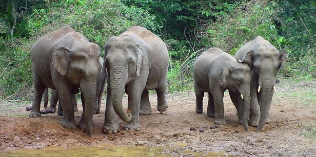 Luang Prabang Highlights